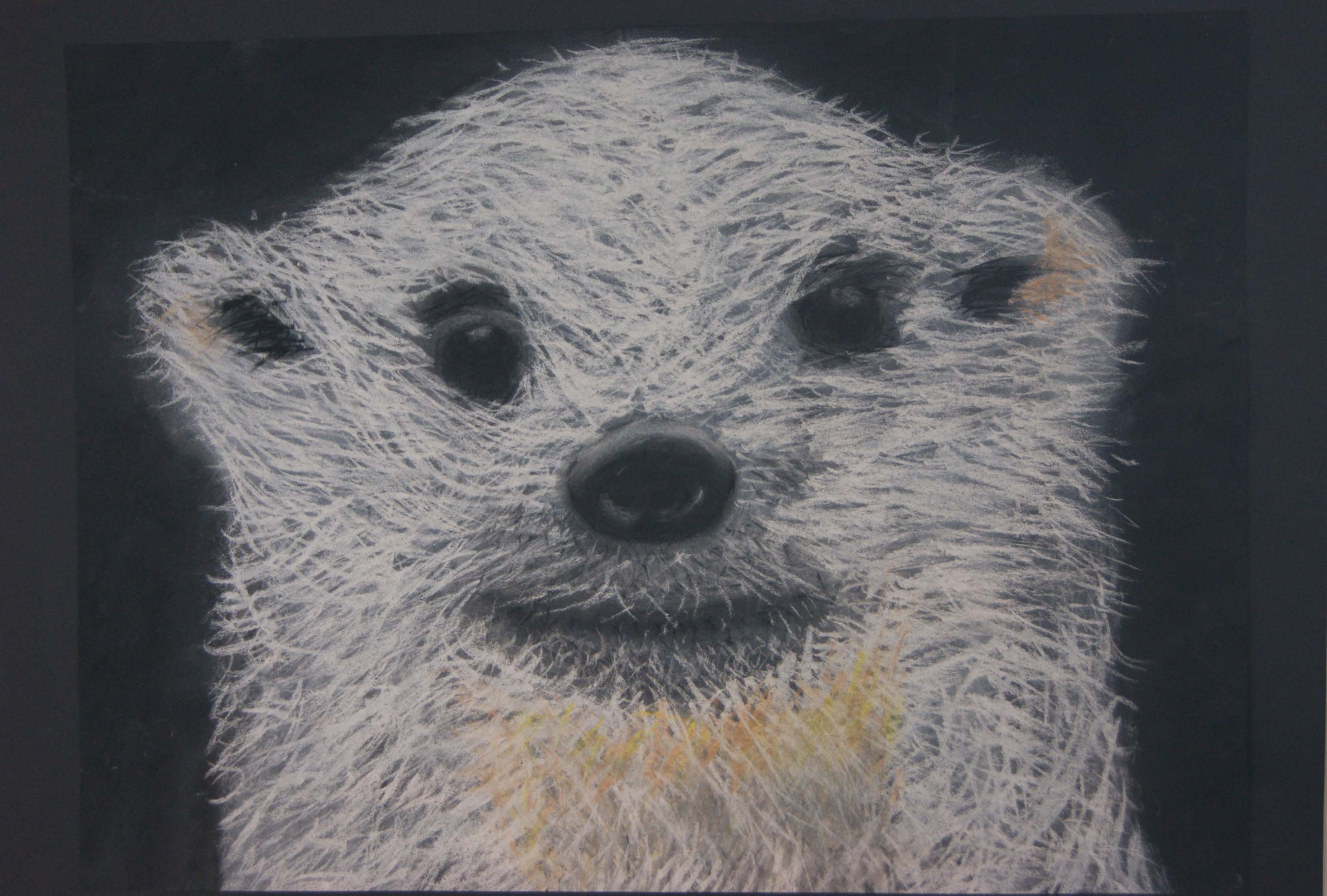 Bear Denston College Age 10